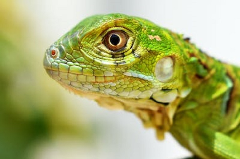where do geckos come from
