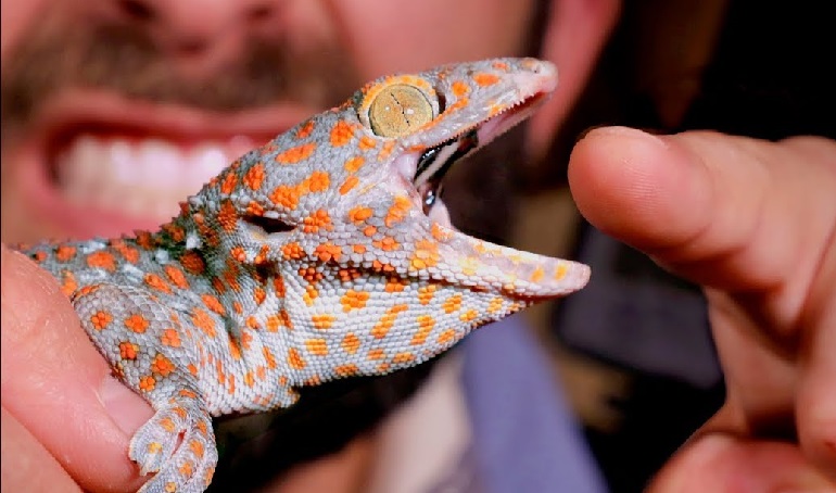 what kind of lizard is the geico lizard