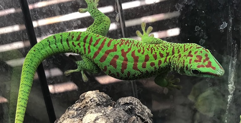 Gecko - The Colorful, Unique Reptile | Types, Diet, And More