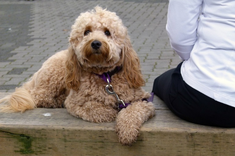 how big do mini goldendoodles get