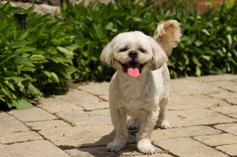 does a cavapoo shed a lot