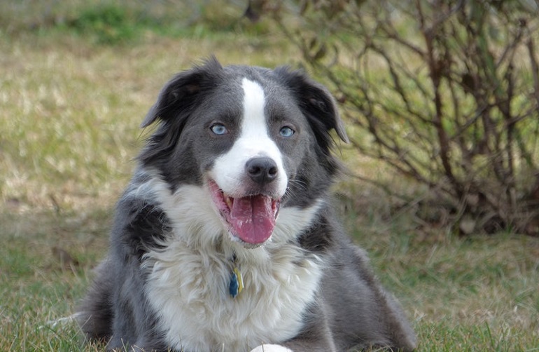 old time australian shepherds