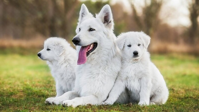 Miniature store white shepherd