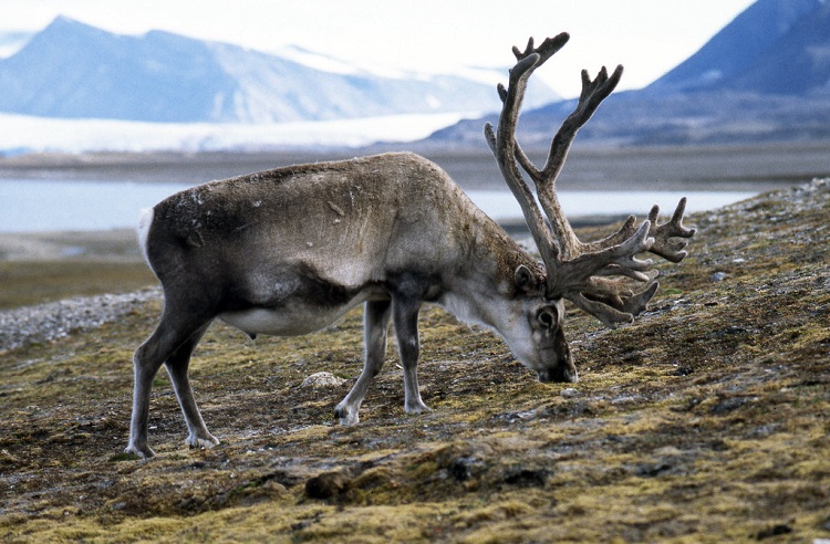 do female reindeer have antlers