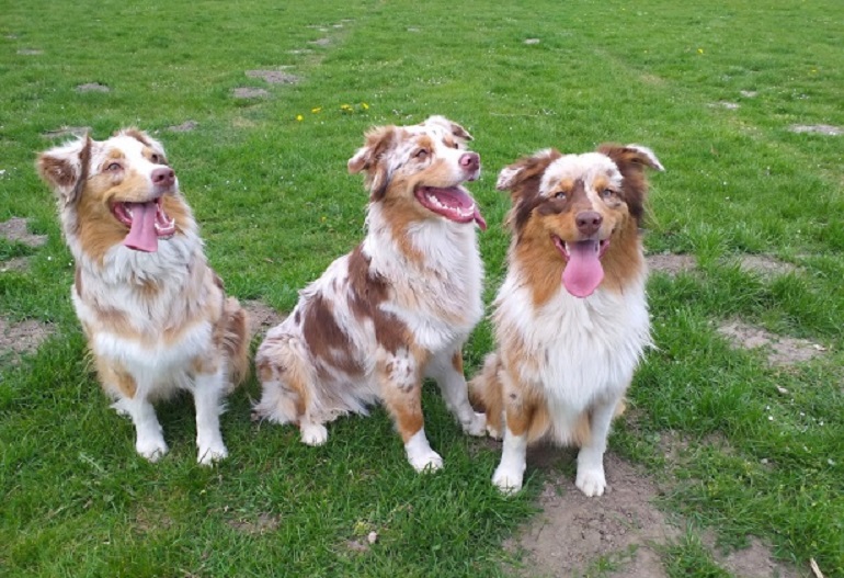 Australian shepherd outlet solid red