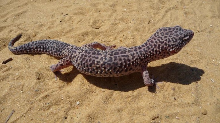 what kind of lizard is the geico lizard
