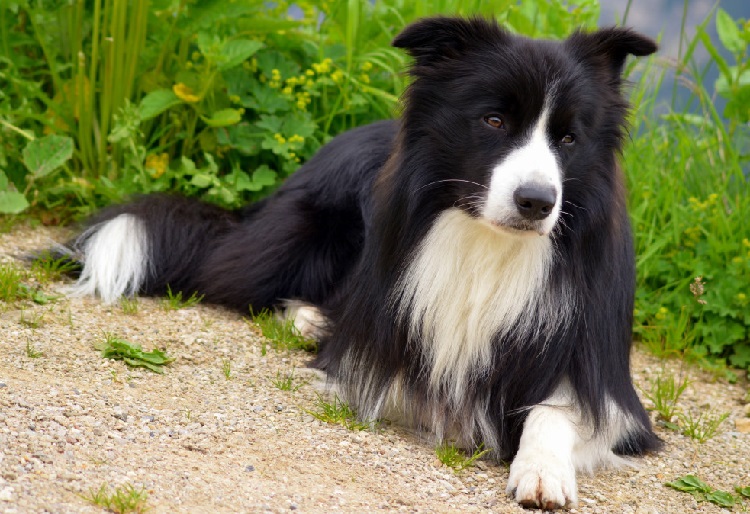 Black aussie hot sale dog