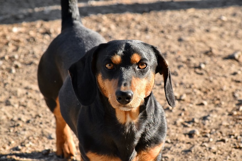 what is the personality of a chiweenie