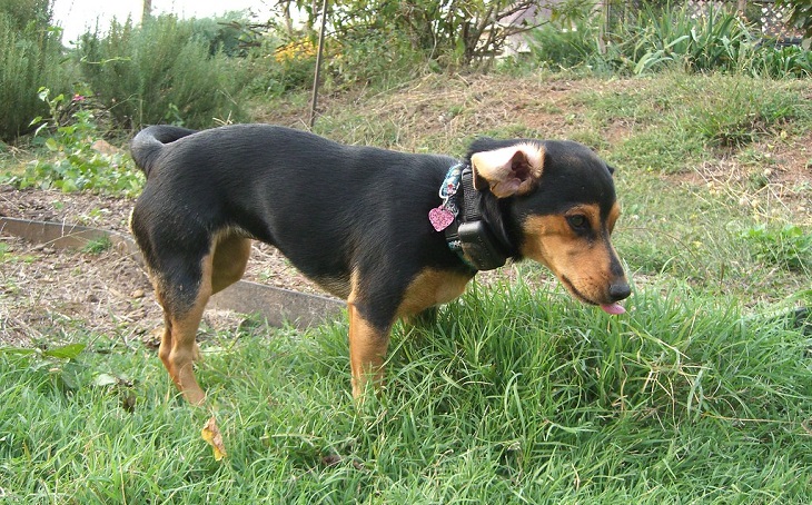 brown chiweenie puppy