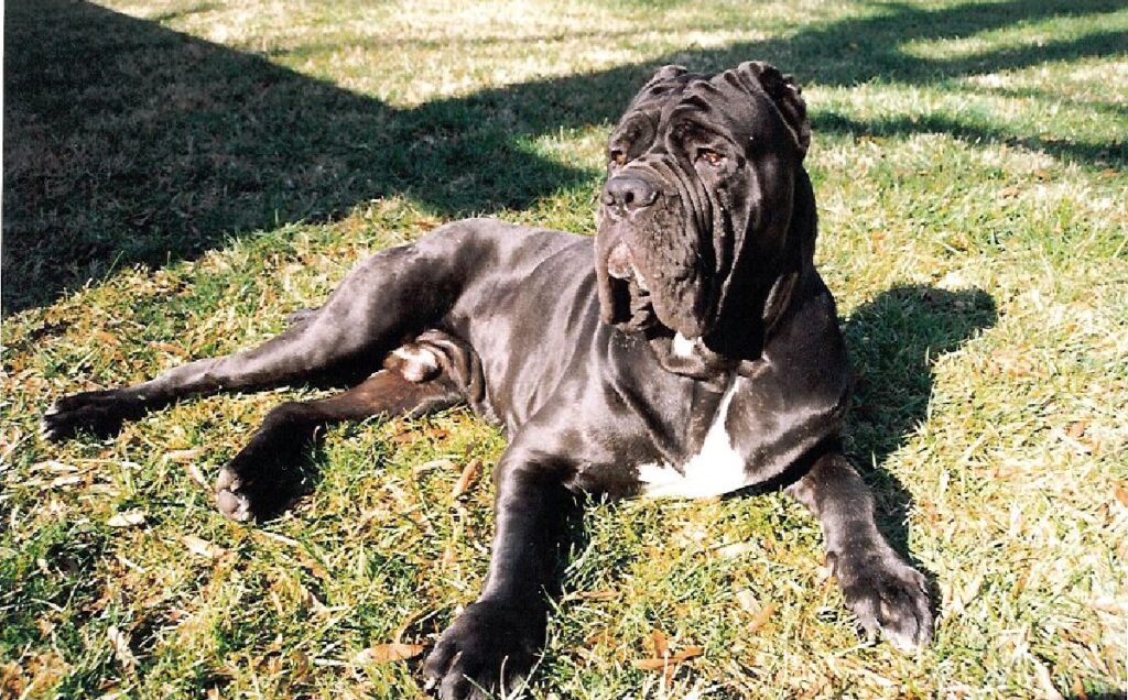 neopolitan blue mastiff