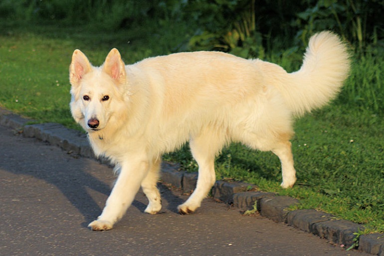 Baby german hot sale shepherd white