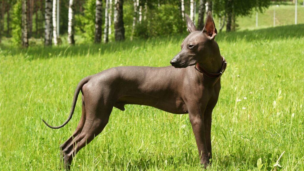 History of the Xoloitzcuintli