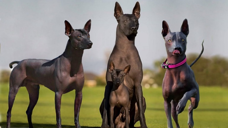 are xoloitzcuintli rare