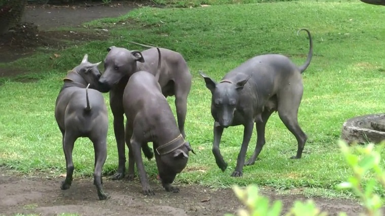 is xoloitzcuintli extinct