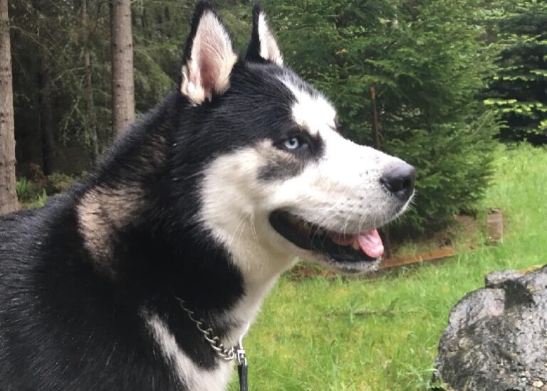 How To Put A Choke Collar On Your GuideWAF