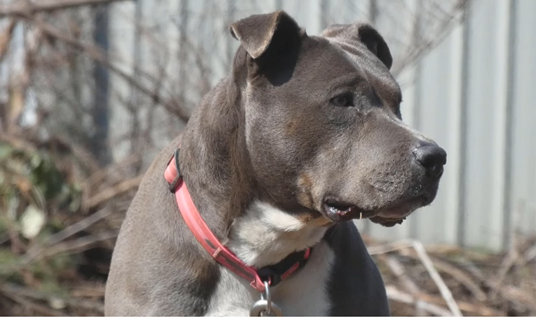 do blue nose pitbulls shed