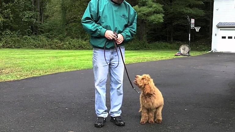 goldendoodle adult