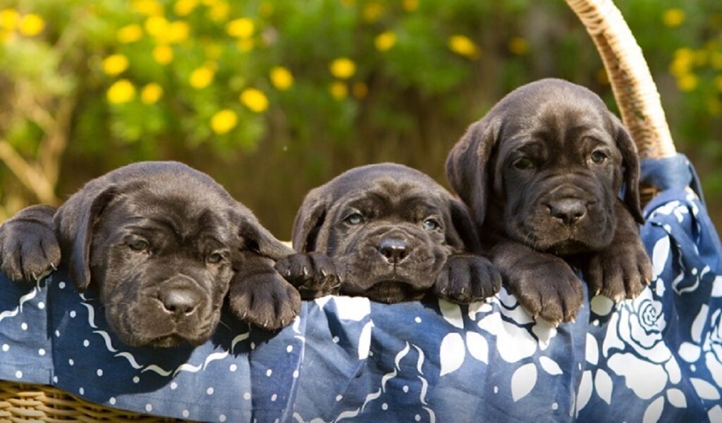 is a neapolitan mastiff a cane corso