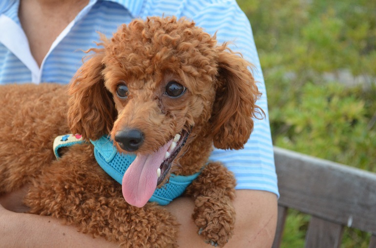 toy poodle full grown