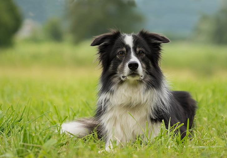 australian shepherd old