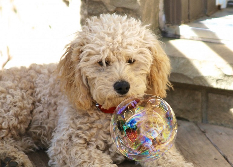 What Size Collar Does A Goldendoodle Need