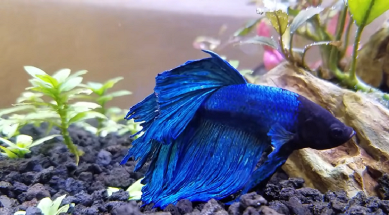 Betta Fish Laying On Bottom Of Tank All Reasons Explained