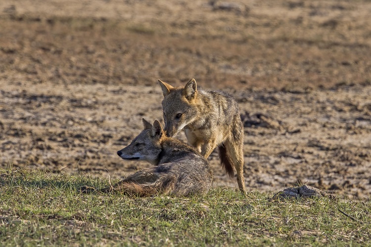 a jackal