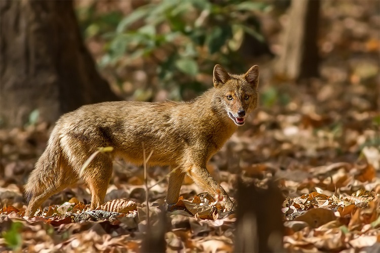 jackals animals