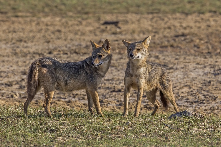 jackals