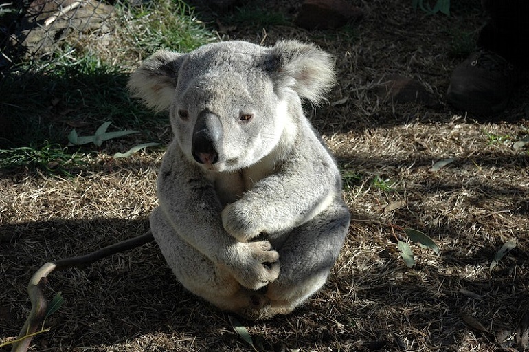 koala predators