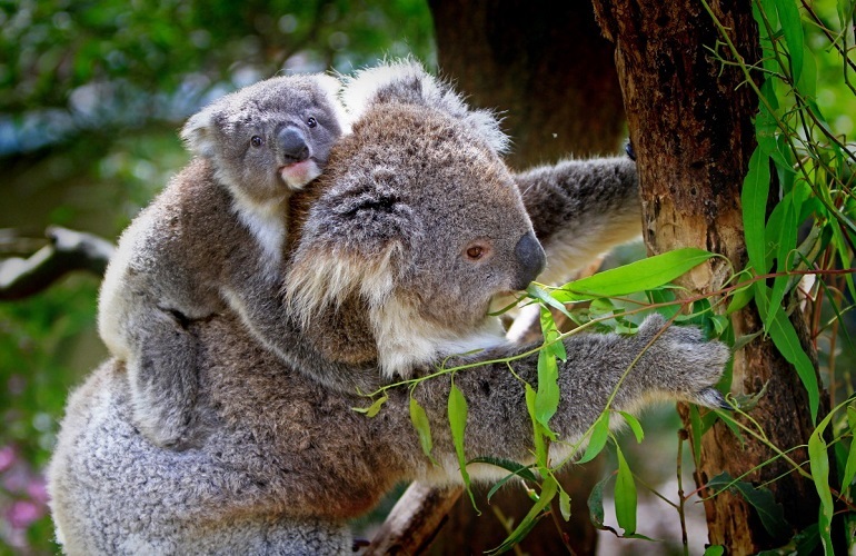 koalas live