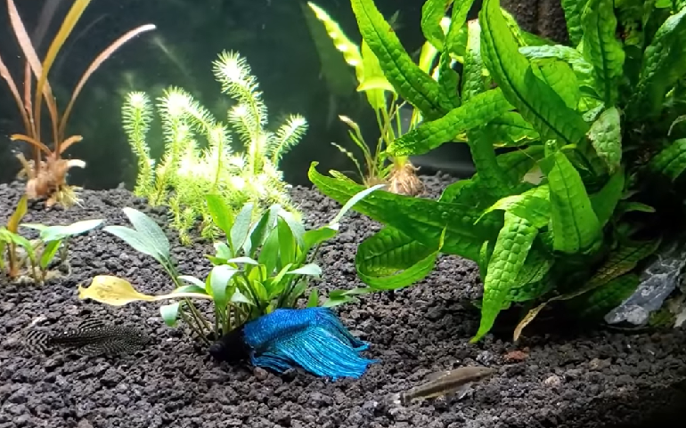 Betta fish outlet laying at bottom