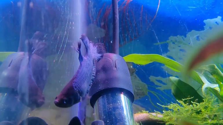 fish on bottom of tank