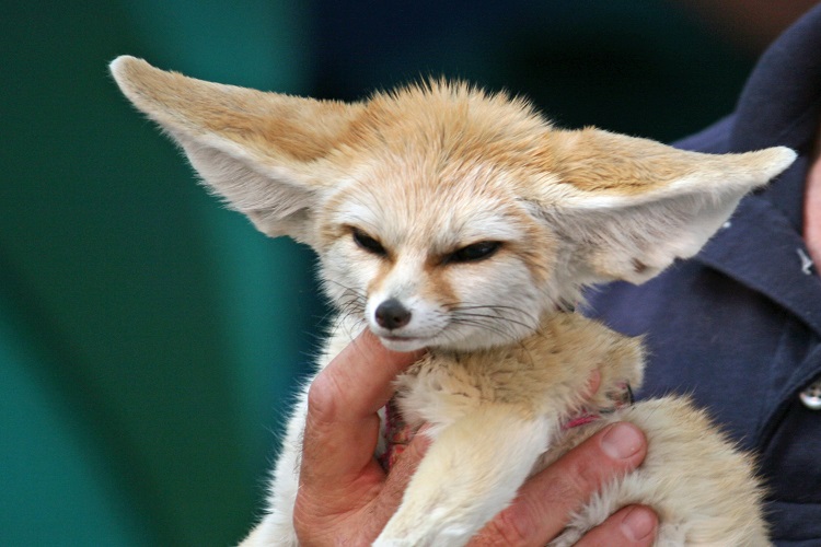 Fennec fox pet legal hot sale states