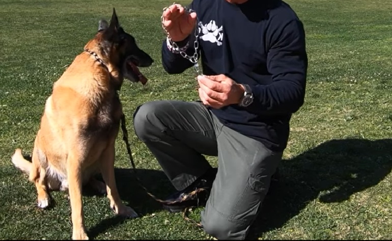 how to put on a dog choke collar