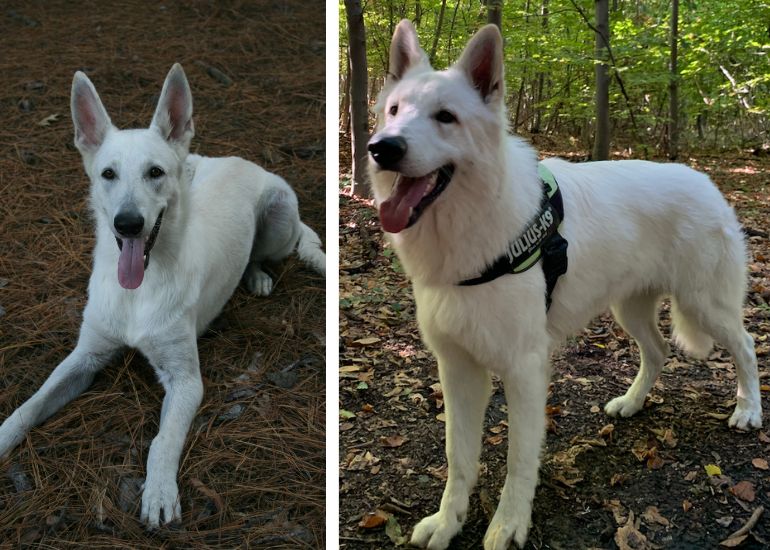 White store shepherd mix