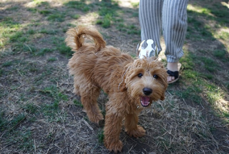 What Size Collar Does A Goldendoodle Need