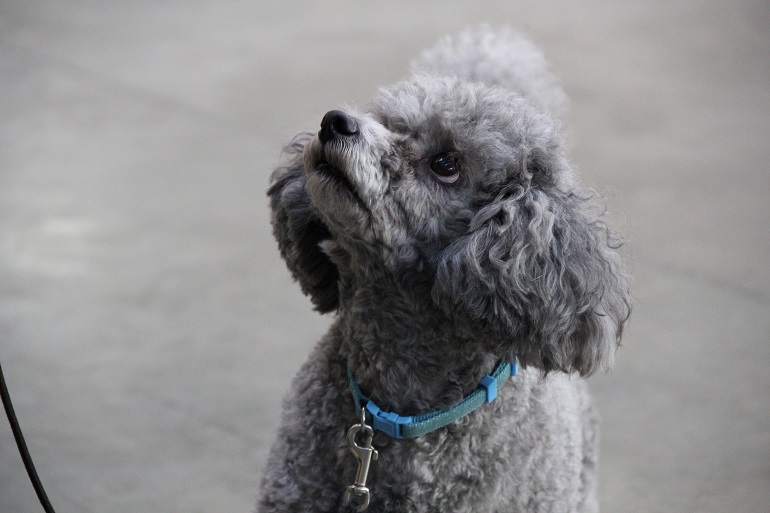 mini goldendoodle size