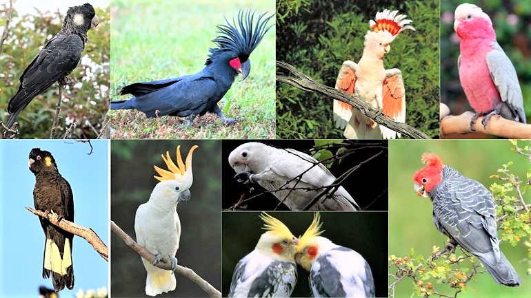 Cockatoo – All About This Intelligent & Energetic Pet Bird