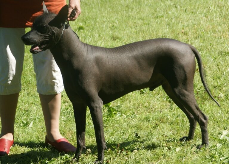 Xoloitzcuintli Dog Facts, History & Breed Information