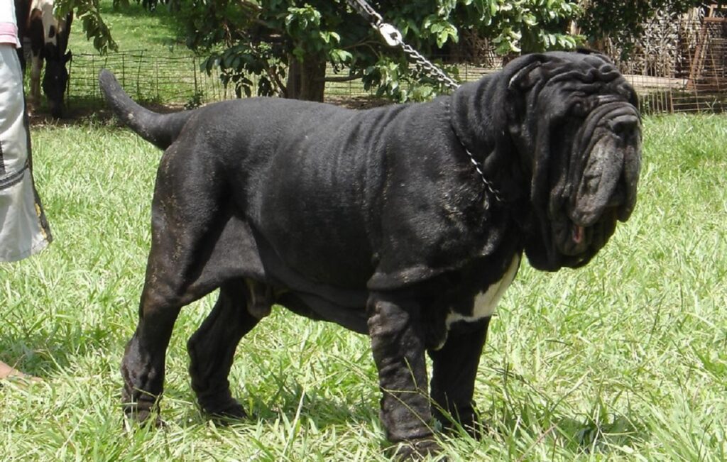 neapolitan mastiff dogs