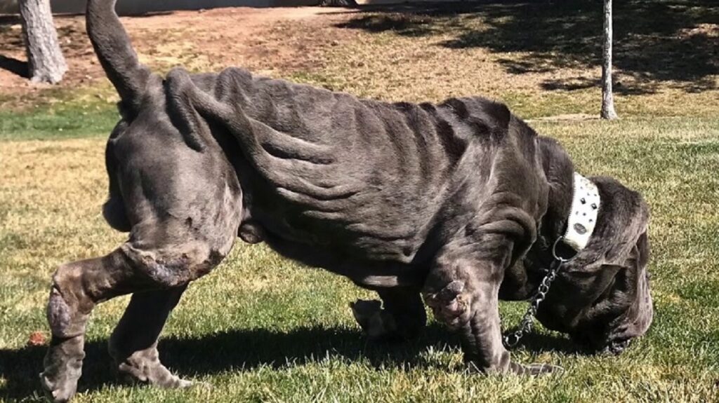 neapolitan mastiff breeders