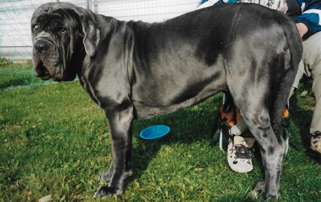 napoleon mastiff dog