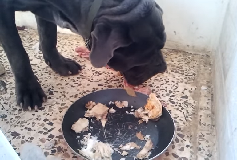 mastiffs neopolitan