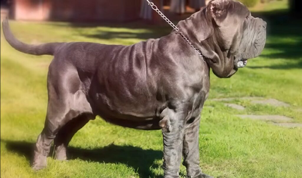 The Neapolitan Mastiff or 'Mastino' was brought to Greece from