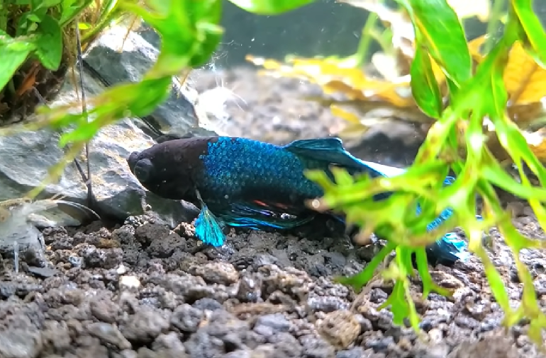 Betta Fish Laying On Bottom Of Tank - All Reasons Explained Betta Fish Laying On Bottom Of Tank - All Reasons Explained