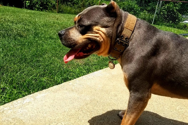 https://worldanimalfoundation.org/wp-content/uploads/2022/10/OneTigris-Military-Adjustable-Dog-Collar-review.jpg