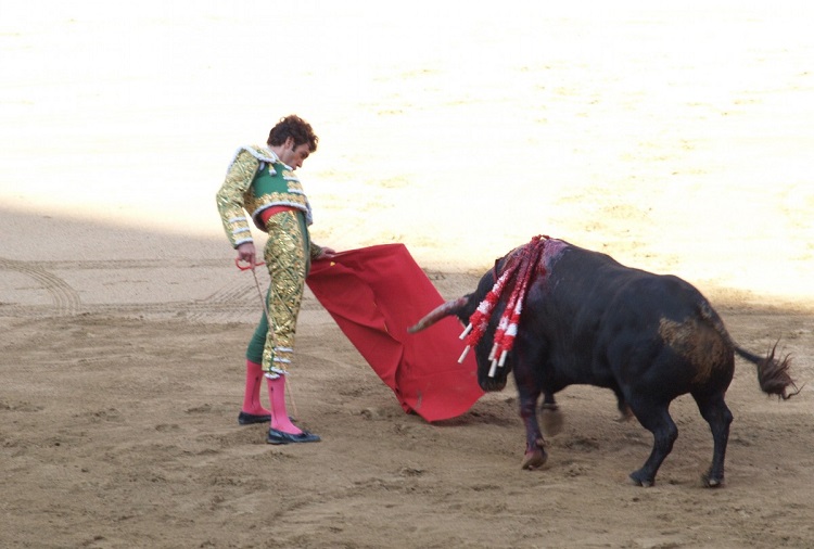 mexican bulls