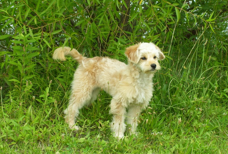 Mini Goldendoodle Facts Information Waf