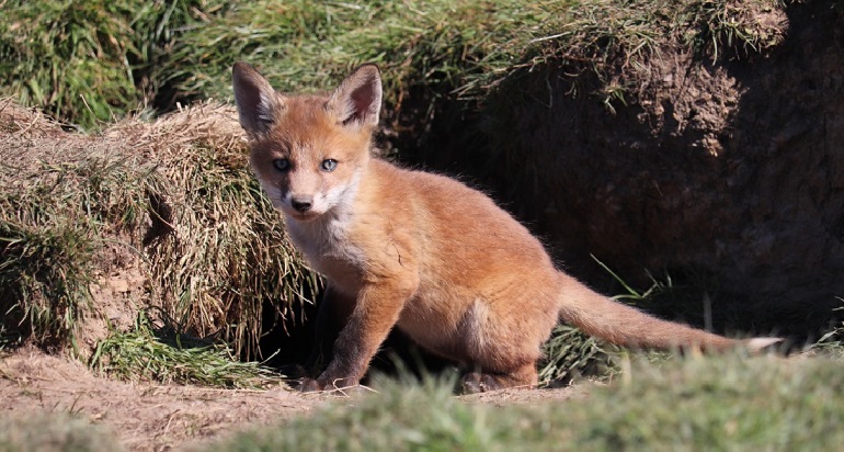 albino red fox